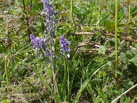 Scilla italica 2, Saxifraga-Hans Grotenhuis