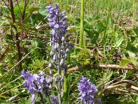 Scilla italica 3, Saxifraga-Hans Grotenhuis