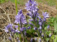 Scilla italica 4, Saxifraga-Hans Grotenhuis