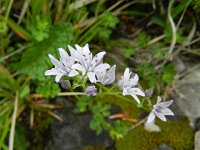 Scilla lilio-hyacinthus 1, Saxifraga-Rutger Barendse
