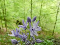 Scilla lilio-hyacinthus 2, Saxifraga-Rutger Barendse