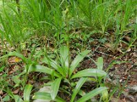 Scilla lilio-hyacinthus 3, Saxifraga-Rutger Barendse