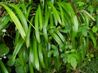 Scilla lilio-hyacinthus 4, Saxifraga-Rutger Barendse