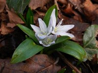 Scilla mischtschenkoana 10, Streephyacint, Saxifraga-Ed Stikvoort