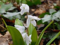 Scilla mischtschenkoana 11, Streephyacint, Saxifraga-Ed Stikvoort