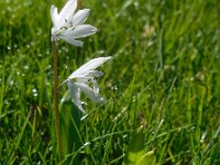 Scilla mischtschenkoana 12, Streephyacint, Saxifraga-Ed Stikvoort