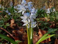 Scilla mischtschenkoana 13, Streephyacint, Saxifraga-Ed Stikvoort