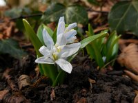 Scilla mischtschenkoana 14, Streephyacint, Saxifraga-Ed Stikvoort