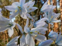 Scilla mischtschenkoana 15, Streephyacint, Saxifraga-Ed Stikvoort