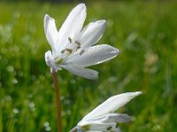 Scilla mischtschenkoana 16, Streephyacint, Saxifraga-Ed Stikvoort