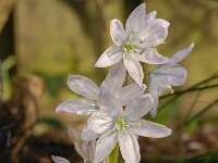 Scilla mischtschenkoana 2, Streephyacint, Saxifraga-Luuk Vermeer  Scilla misctschenkoana