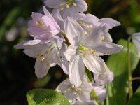 Scilla mischtschenkoana 3, Streephyacint, Saxifraga-Luuk Vermeer  Scilla mischtschenkoana