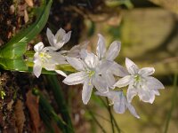 Scilla mischtschenkoana 4, Streephyacint, Saxifraga-Luuk Vermeer  Scilla mischtschenkoana