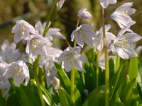 Scilla mischtschenkoana 5, Streephyacint, Saxifraga-Luuk Vermeer  Scilla mischtschenkoana