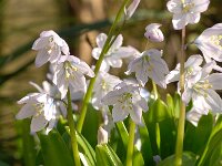Scilla mischtschenkoana 6, Streephyacint, Saxifraga-Luuk Vermeer  Scilla mischtschenkoana