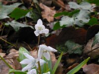 Scilla mischtschenkoana 7, Streephyacint, Saxifraga-Ed Stikvoort
