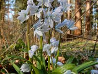 Scilla mischtschenkoana 8, Streephyacint, Saxifraga-Ed Stikvoort