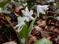 Scilla mischtschenkoana 9, Streephyacint, Saxifraga-Ed Stikvoort