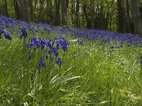 Scilla non-scripta 1, Wilde hyacint, Saxifraga-Willem van Kruijsbergen