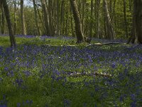 Scilla non-scripta 13, Wilde hyacint, habitat, Saxifraga-Willem van Kruijsbergen