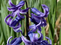 Scilla non-scripta 14, Wilde hyacint, Saxifraga-Jan van der Straaten