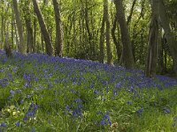 Scilla non-scripta 15, Wilde hyacint, habitat, Saxifraga-Willem van Kruijsbergen