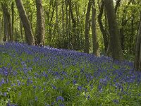 Scilla non-scripta 16, Wilde hyacint, habitat, Saxifraga-Willem van Kruijsbergen
