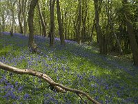 Scilla non-scripta 17, Wilde hyacint, habitat, Saxifraga-Willem van Kruijsbergen