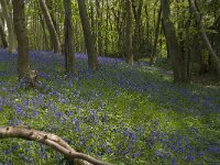 Scilla non-scripta 18, Wilde hyacint, habitat, Saxifraga-Willem van Kruijsbergen