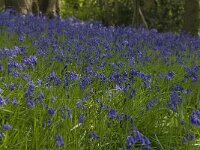 Scilla non-scripta 2, Wilde hyacint, Saxifraga-Willem van Kruijsbergen