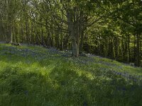 Scilla non-scripta 21, Wilde hyacint, habitat, Saxifraga-Willem van Kruijsbergen