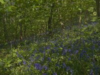 Scilla non-scripta 24, Wilde hyacint, habitat, Saxifraga-Willem van Kruijsbergen