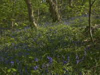 Scilla non-scripta 25, Wilde hyacint, habitat, Saxifraga-Willem van Kruijsbergen