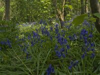 Scilla non-scripta 26, Wilde hyacint, habitat, Saxifraga-Willem van Kruijsbergen