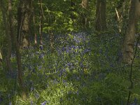 Scilla non-scripta 27, Wilde hyacint, habitat, Saxifraga-Willem van Kruijsbergen