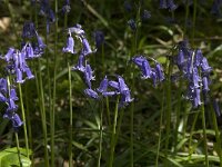 Scilla non-scripta 28, Wilde hyacint, Saxifraga-Willem van Kruijsbergen