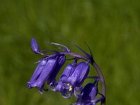 Scilla non-scripta 3, Wilde hyacint, Saxifraga-Willem van Kruijsbergen