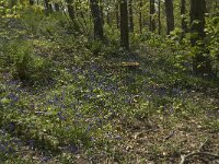 Scilla non-scripta 30, Wilde hyacint, habitat, Saxifraga-Willem van Kruijsbergen