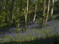 Scilla non-scripta 31, Wilde hyacint, habitat, Saxifraga-Willem van Kruijsbergen
