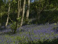 Scilla non-scripta 32, Wilde hyacint, habitat, Saxifraga-Willem van Kruijsbergen