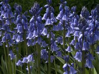 Scilla non-scripta 33, Wilde hyacint, Saxifraga-Jan van der Straaten