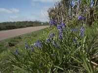 Scilla non-scripta 35, Wilde hyacint, Saxifraga-Willem van Kruijsbergen