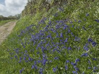 Scilla non-scripta 36, Wilde hyacint, Saxifraga-Willem van Kruijsbergen