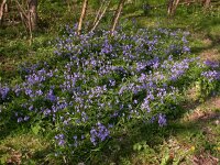 Scilla non-scripta 4, Wilde hyacint, Saxifraga-Peter Meininger