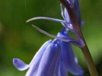 Scilla non-scripta 40, Wilde hyacint, Saxifraga-Hans Dekker