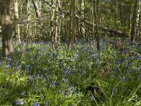 Scilla non-scripta 42, Wilde hyacint, Saxifraga-Willem van Kruijsbergen