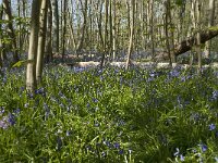 Scilla non-scripta 43, Wilde hyacint, Saxifraga-Willem van Kruijsbergen
