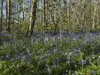 Scilla non-scripta 45, Wilde hyacint, Saxifraga-Willem van Kruijsbergen