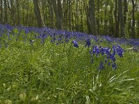 Scilla non-scripta 6, Wilde hyacint, Saxifraga-Willem van Kruijsbergen