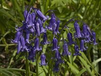 Scilla non-scripta 8, Wilde hyacint, Saxifraga-Willem van Kruijsbergen